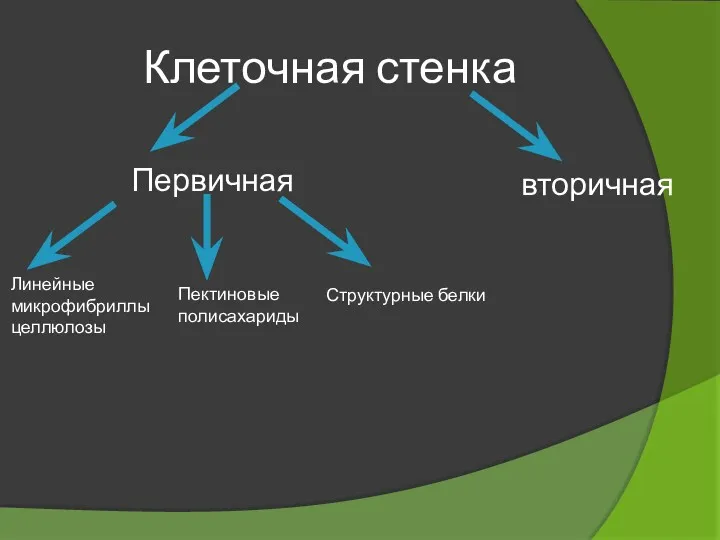 Клеточная стенка Первичная вторичная Линейные микрофибриллы целлюлозы Пектиновые полисахариды Структурные белки