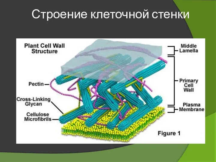 Строение клеточной стенки