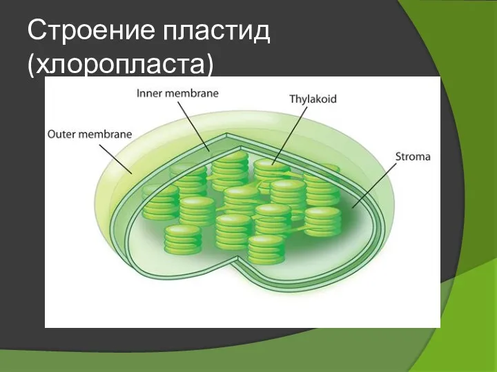 Строение пластид (хлоропласта)