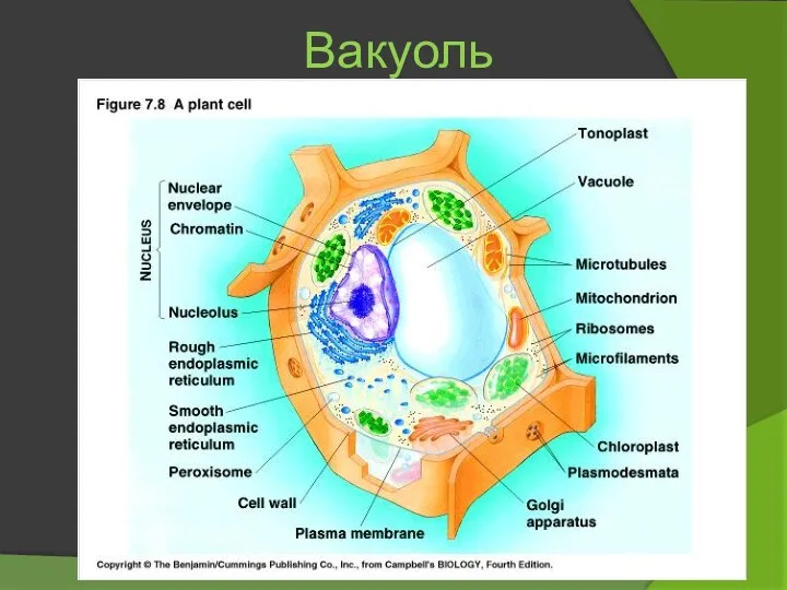 Вакуоль