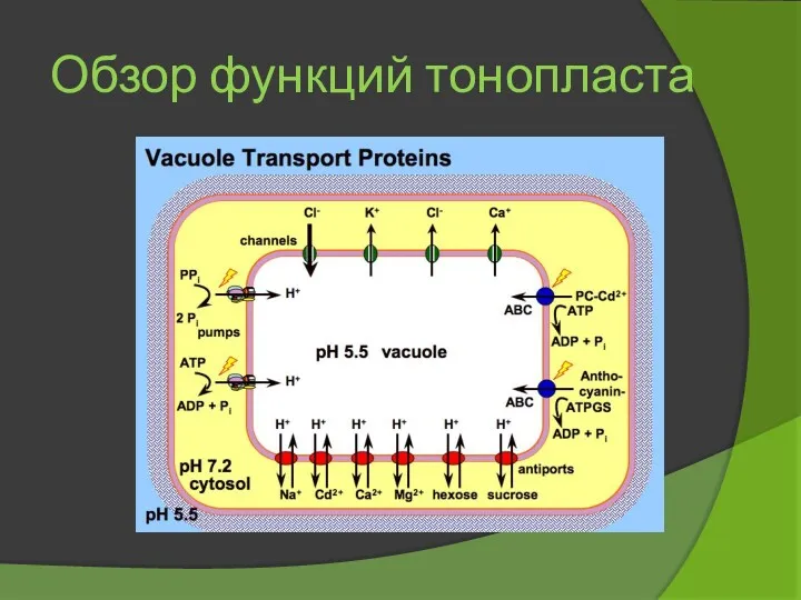 Обзор функций тонопласта