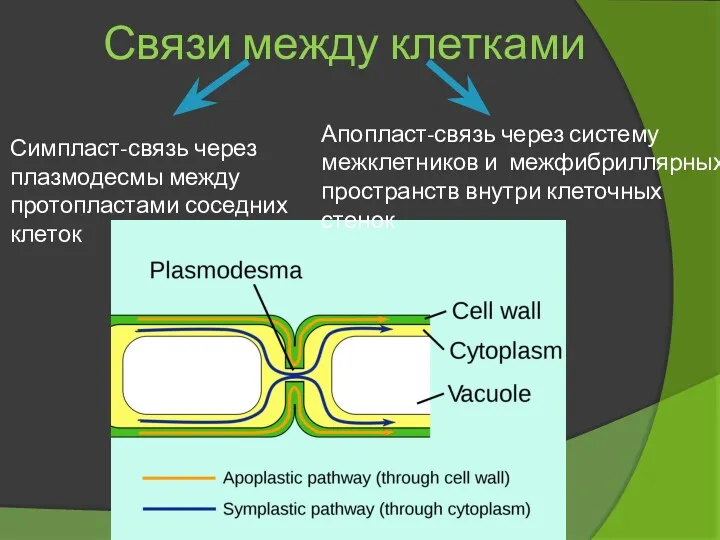 Связи между клетками Симпласт-связь через плазмодесмы между протопластами соседних клеток