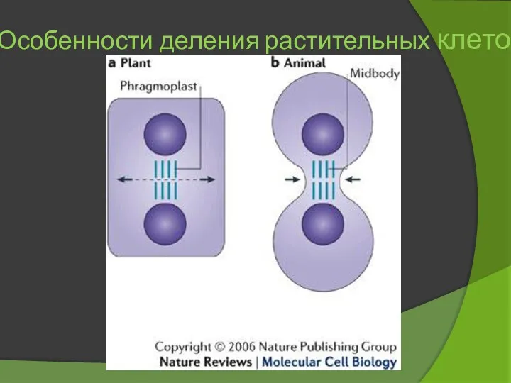 Особенности деления растительных клеток