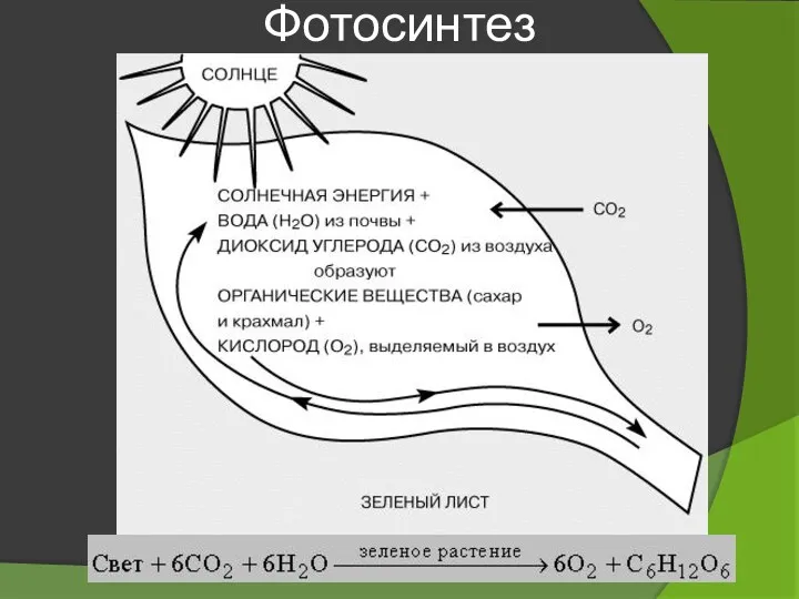 Фотосинтез