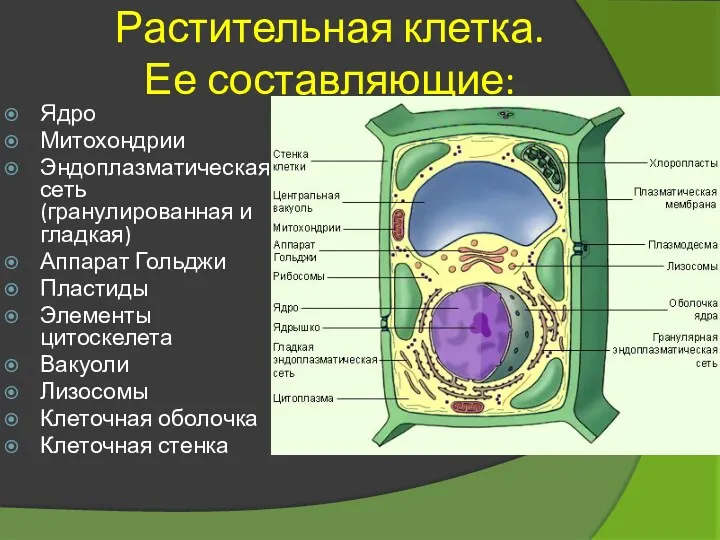 Растительная клетка. Ее составляющие: Ядро Митохондрии Эндоплазматическая сеть (гранулированная и