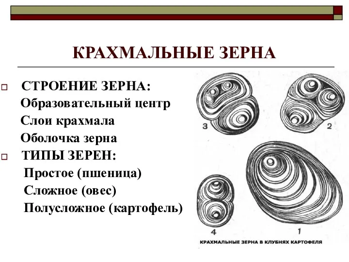 КРАХМАЛЬНЫЕ ЗЕРНА СТРОЕНИЕ ЗЕРНА: Образовательный центр Слои крахмала Оболочка зерна