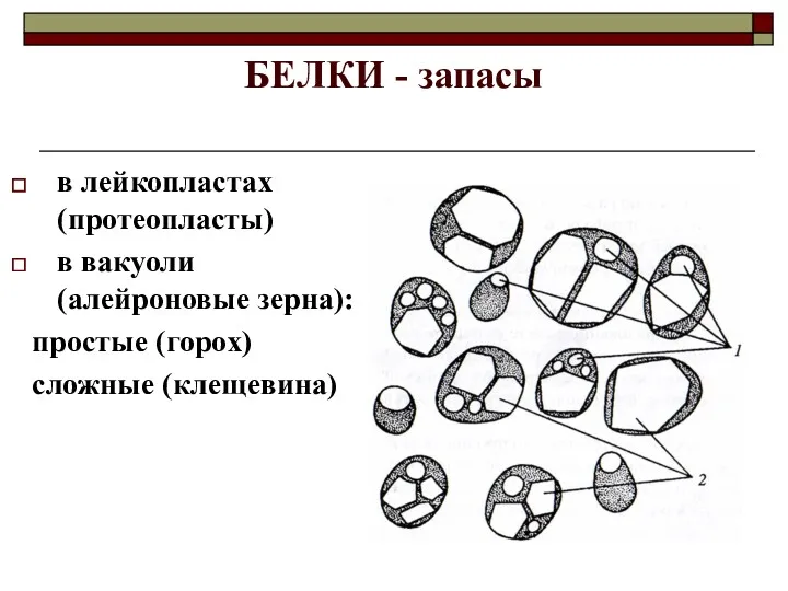 БЕЛКИ - запасы в лейкопластах (протеопласты) в вакуоли (алейроновые зерна): простые (горох) сложные (клещевина)