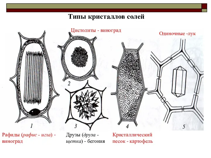 Типы кристаллов солей Одиночные -лук Кристаллический песок - картофель Рафиды