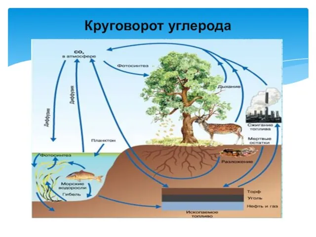 Круговорот углерода