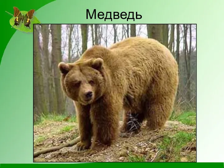 Медведь