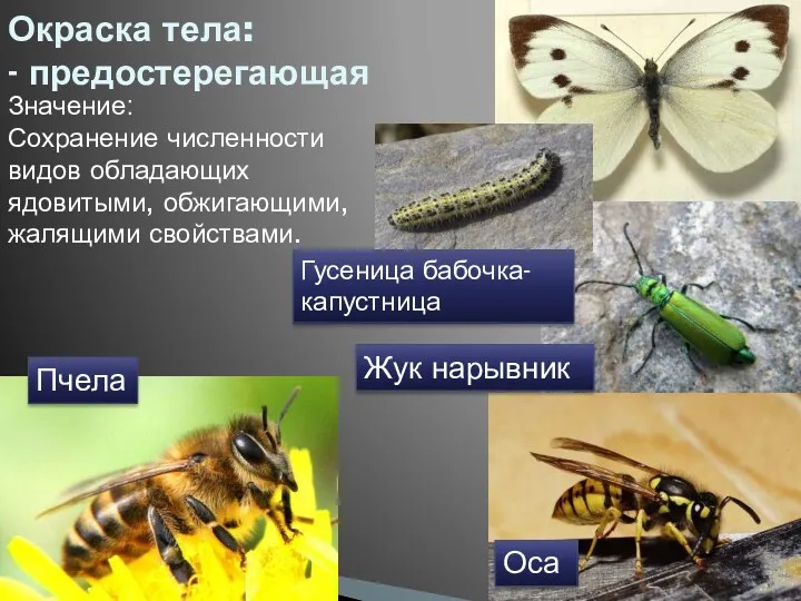 Окраска тела: - предостерегающая Пчела Оса Жук нарывник Гусеница бабочка-капустница Значение: Сохранение численности