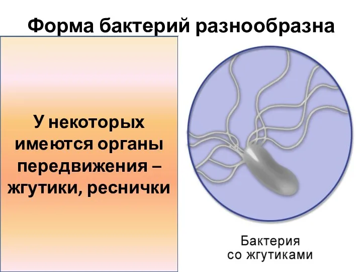 Форма бактерий разнообразна У некоторых имеются органы передвижения – жгутики, реснички