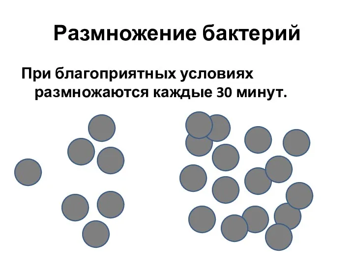 Размножение бактерий При благоприятных условиях размножаются каждые 30 минут.