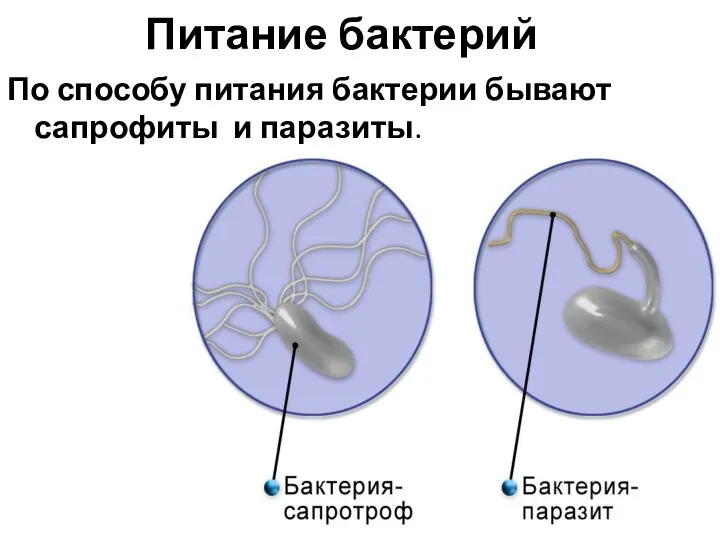 Питание бактерий По способу питания бактерии бывают сапрофиты и паразиты.