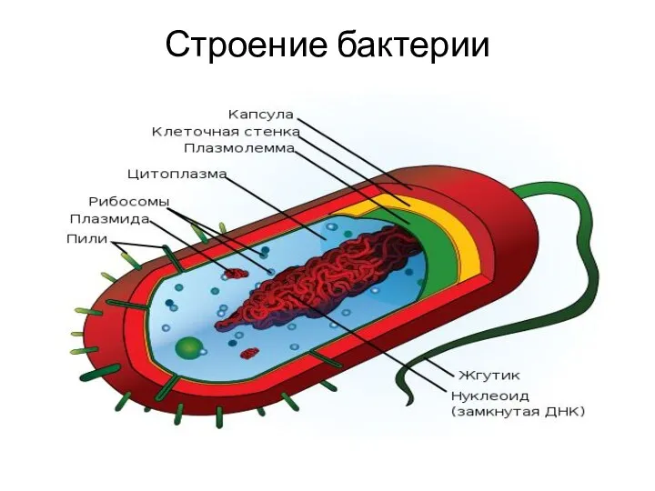 Строение бактерии