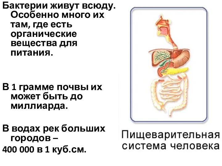 Бактерии живут всюду. Особенно много их там, где есть органические