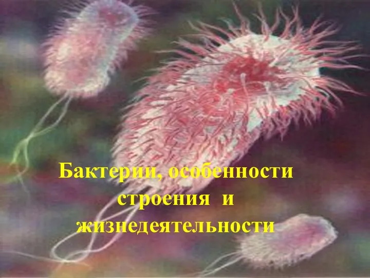 Бактерии, особенности строения и жизнедеятельности