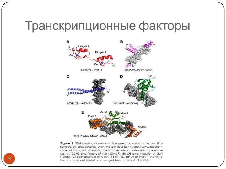 Транскрипционные факторы