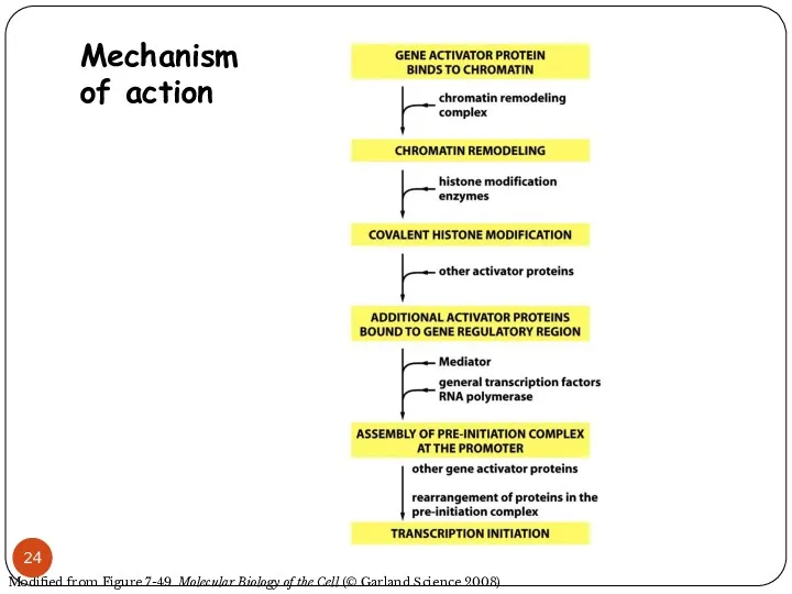 Mechanism of action Modified from Figure 7-49 Molecular Biology of the Cell (© Garland Science 2008)
