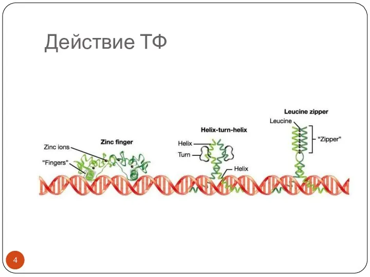 Действие ТФ