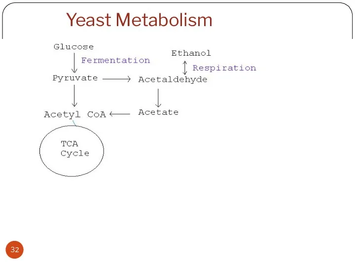 Yeast Metabolism