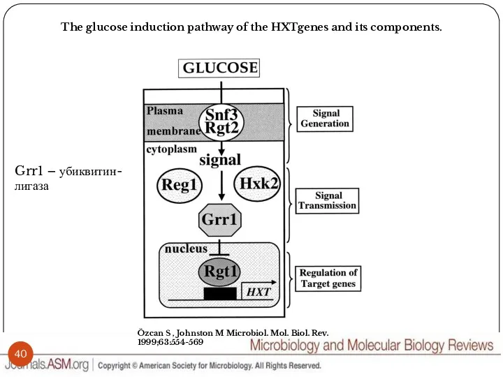 The glucose induction pathway of the HXTgenes and its components.