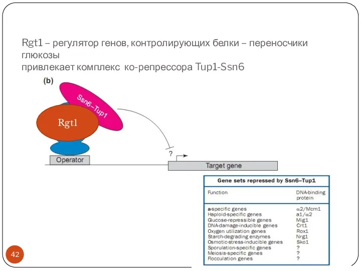 Rgt1 – регулятор генов, контролирующих белки – переносчики глюкозы привлекает комплекс ко-репрессора Tup1-Ssn6 Rgt1