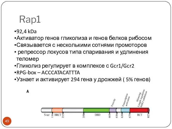 Rap1 92,4 kDa Активатор генов гликолиза и генов белков рибосом Связывается с несколькими