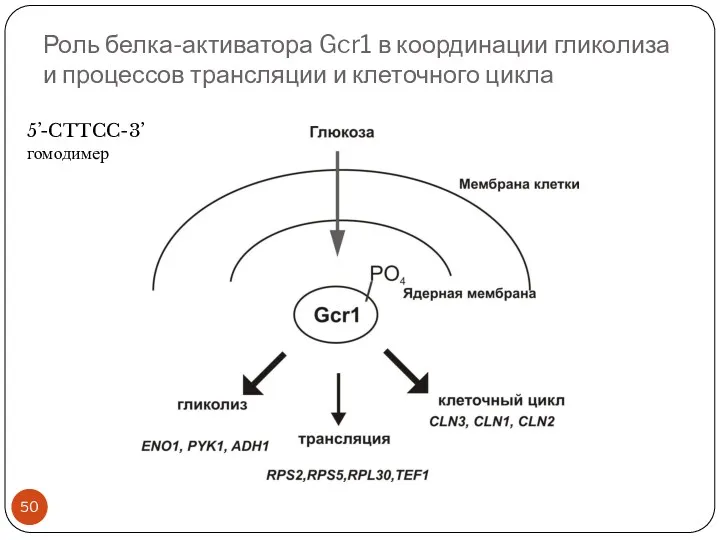 Роль белка-активатора Gcr1 в координации гликолиза и процессов трансляции и клеточного цикла 5’-CTTCC-3’ гомодимер