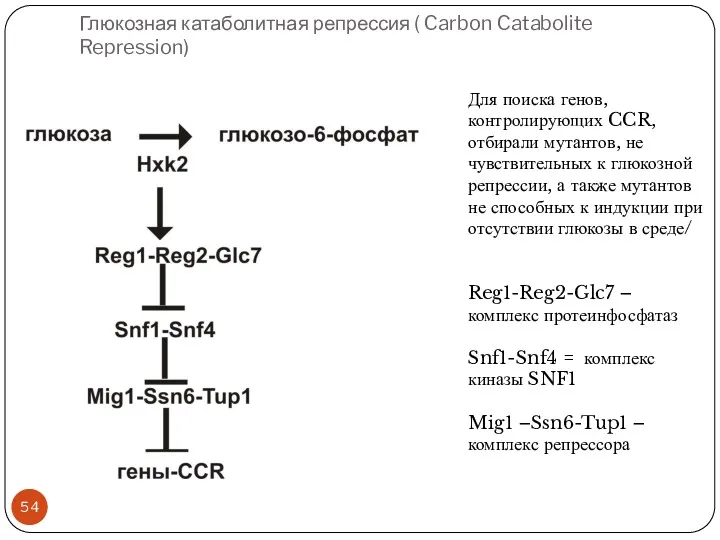 Глюкозная катаболитная репрессия ( Carbon Catabolite Repression) Для поиска генов, контролирующих CCR, отбирали