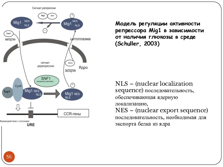 Модель регуляции активности репрессора Mig1 в зависимости от наличия глюкозы в среде (Schuller,