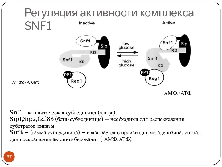 Регуляция активности комплекса SNF1 Snf1 –каталитическая субъединица (альфа) Sip1,Sip2,Gal83 (бета-субъединицы) – необходима для