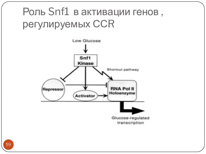 Роль Snf1 в активации генов , регулируемых ССR