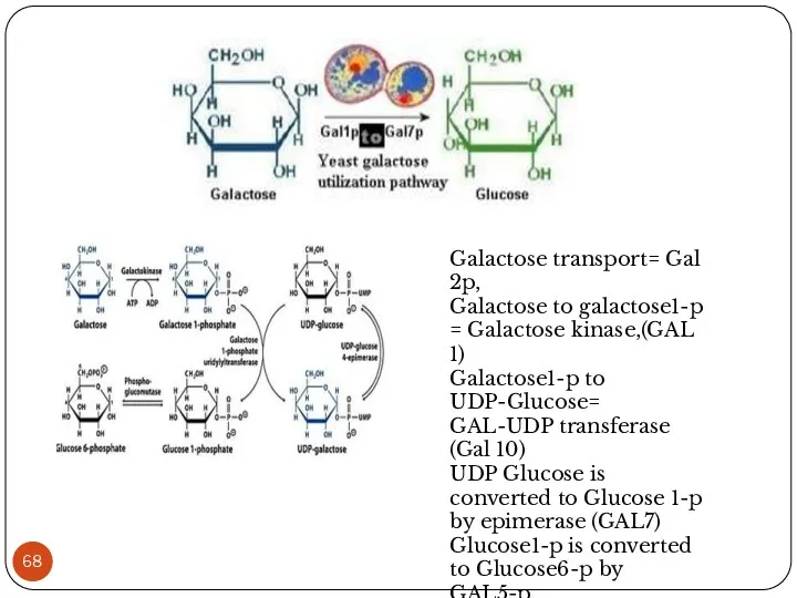 Galactose transport= Gal 2p, Galactose to galactose1-p = Galactose kinase,(GAL 1) Galactose1-p to