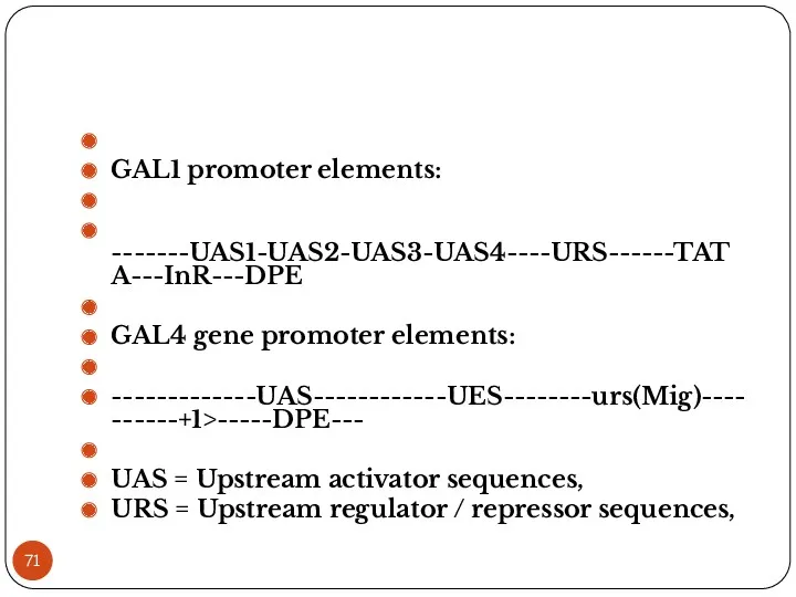 GAL1 promoter elements: -------UAS1-UAS2-UAS3-UAS4----URS------TATA---InR---DPE GAL4 gene promoter elements: -------------UAS------------UES--------urs(Mig)----------+1>-----DPE--- UAS = Upstream activator