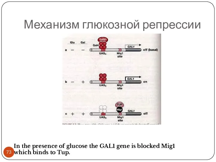 Механизм глюкозной репрессии In the presence of glucose the GAL1 gene is blocked