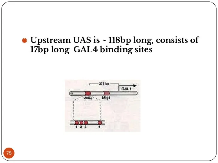 Upstream UAS is ~ 118bp long, consists of 17bp long GAL4 binding sites
