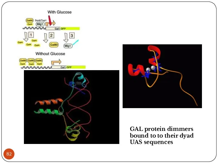 GAL protein dimmers bound to to their dyad UAS sequences