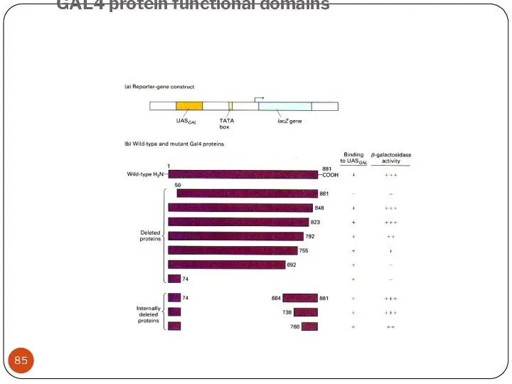 GAL4 protein functional domains