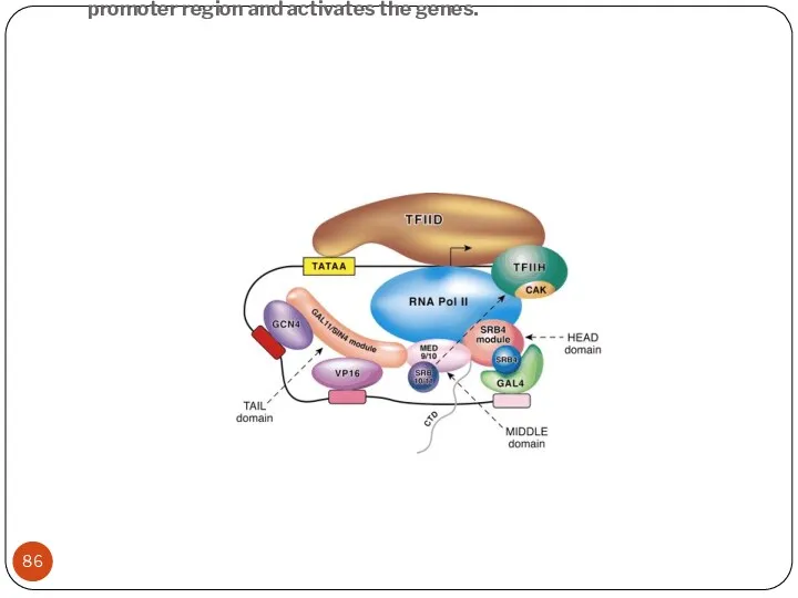 When GAL4 is activated it recruits the required components to the promoter region