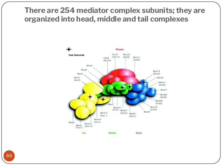 There are 254 mediator complex subunits; they are organized into head, middle and tail complexes
