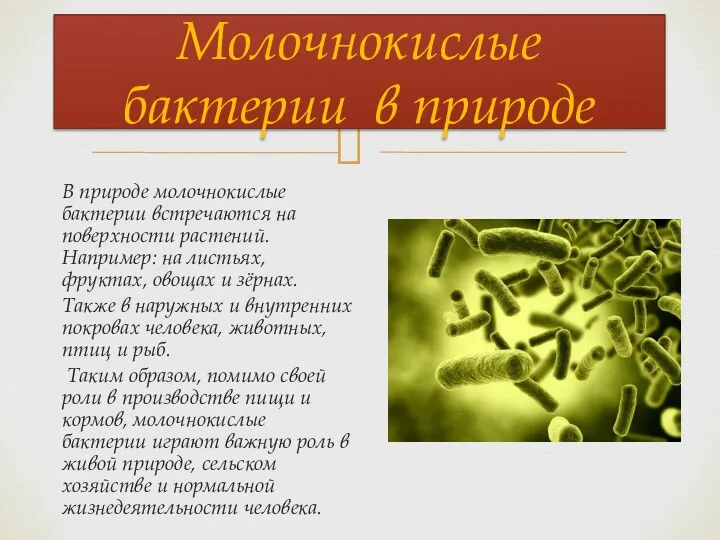 В природе молочнокислые бактерии встречаются на поверхности растений. Например: на