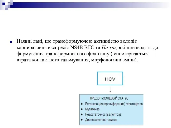 Наявні дані, що трансформуючою активністю володіє кооперативна експресія NS4B ВГС