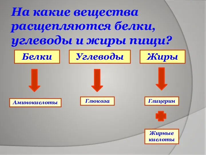 На какие вещества расщепляются белки, углеводы и жиры пищи? Жиры