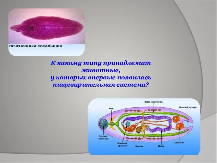 К какому типу принадлежат животные, у которых впервые появилась пищеварительная система?