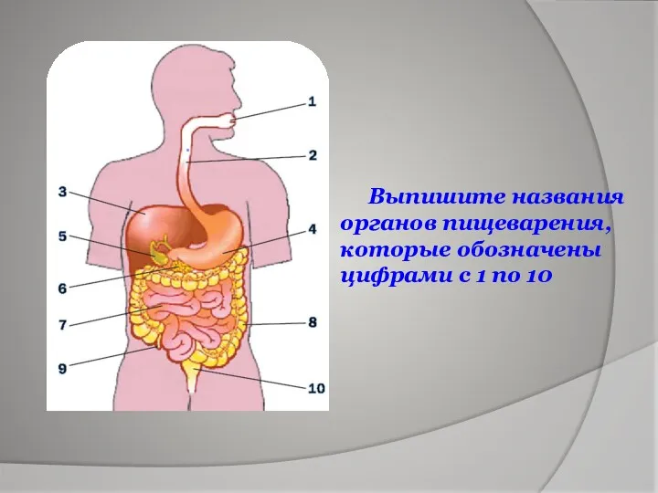 Выпишите названия органов пищеварения, которые обозначены цифрами с 1 по 10