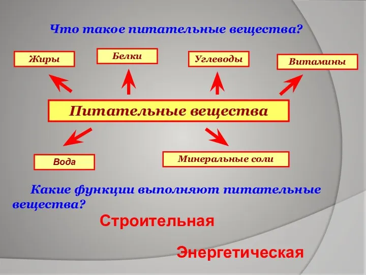 Что такое питательные вещества? Какие функции выполняют питательные вещества? Питательные