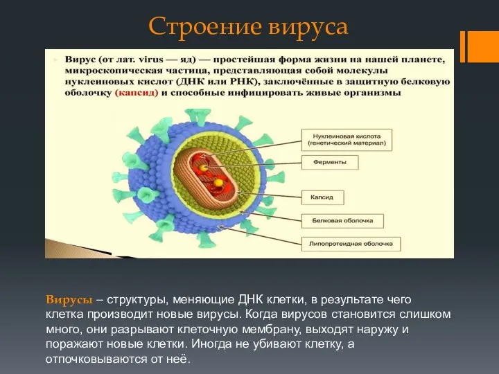 Строение вируса Вирусы – структуры, меняющие ДНК клетки, в результате