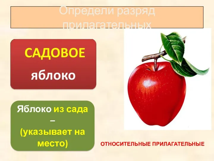 Яблоко из сада – (указывает на место) Определи разряд прилагательных ОТНОСИТЕЛЬНЫЕ ПРИЛАГАТЕЛЬНЫЕ