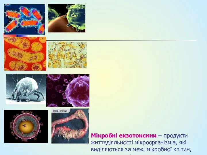 Мікробні екзотоксини – продукти життєдіяльності мікроорганізмів, які виділяються за межі